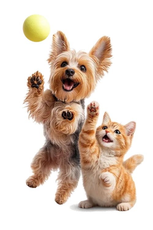 Mascota feliz – Veterinaria San Francisco